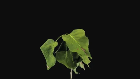 Time-lapse of drying Lilac leaves with ALPHA channel Stock Footage 120623784