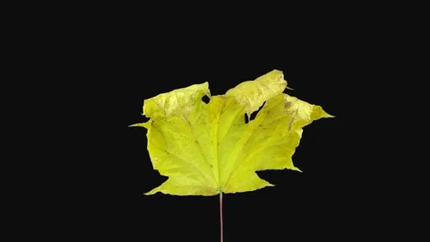 Time-lapse of drying Maple leaf with ALPHA channel Stock Footage 88350806