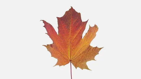 Time-lapse of drying Maple leaf with ALPHA channel Vidéo 98338624