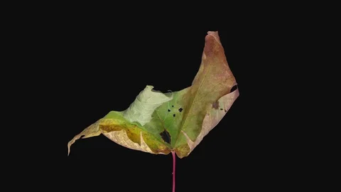 Time-lapse of drying Maple leaf in RGB + ALPHA matte Vidéo 119890901