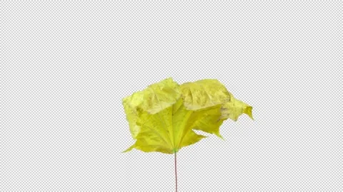 Time-lapse of drying Maple leaf with ALPHA channel, time reverse Stock Footage 142927489