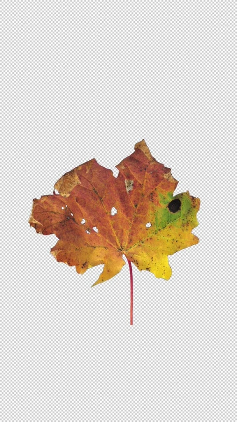 Time lapse of drying Maple leaf with ALPHA channel, vertical orientation Stock Footage 329553368