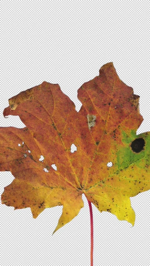 Time lapse of drying Maple leaf with ALPHA channel, vertical orientation Stock Footage 330108946