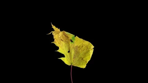 Time-lapse of drying Maple leaves in RGB + ALPHA matte Stock Footage 84381734