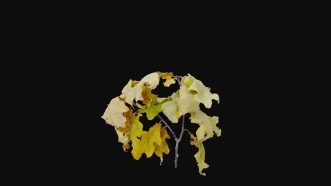 Time-lapse of drying Oak branch, 4K with ALPHA channel Stock Footage 120445307
