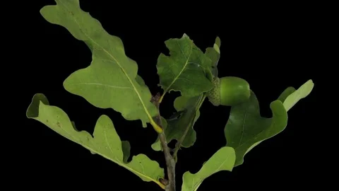 Time-lapse of drying Oak leaves in RGB + ALPHA matte Stock Footage
