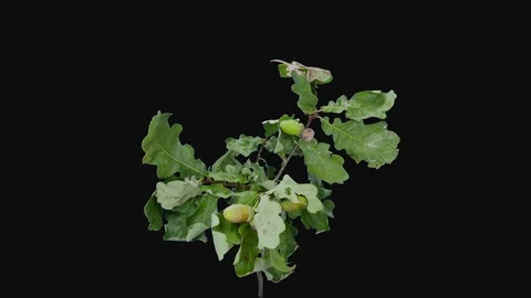Time-lapse of drying Oak leaves and acorns in RGB + ALPHA matte format Stock Footage 97266058