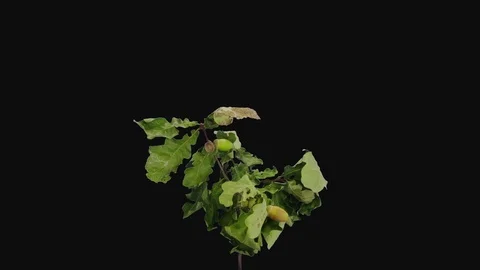 Time-lapse of drying Oak leaves and acorns in RGB + ALPHA matte format Stock Footage 105286803