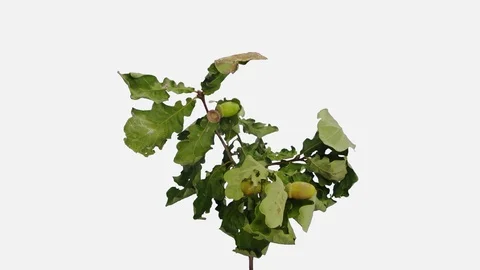 Time-lapse of drying Oak leaves and acorns with ALPHA channel Stock Footage 118002833