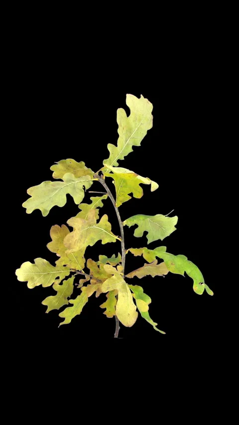 Time lapse of drying Oak leaves, vertical orientation Vídeos de archivo 340322406