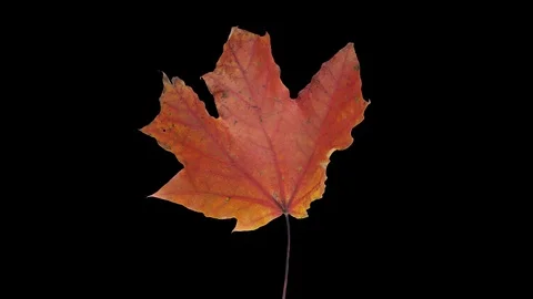 Time-lapse of drying red Maple leaf, 4K with ALPHA channel Stock Footage 127409770