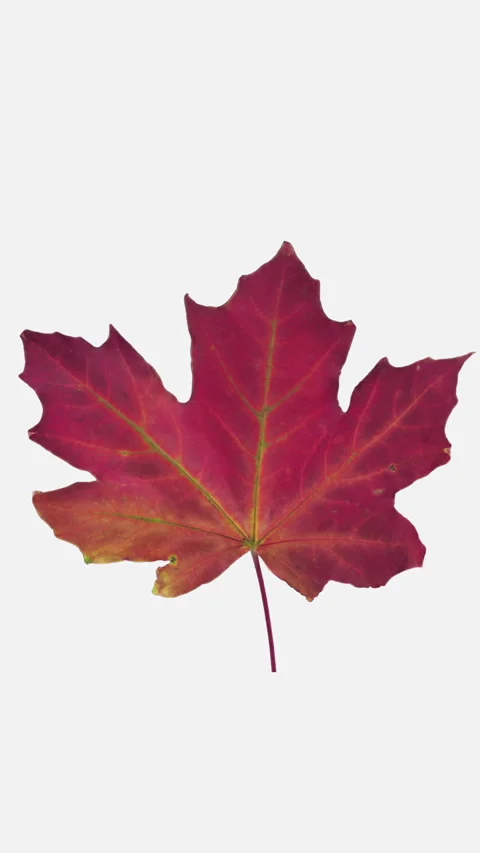 Time lapse of drying red Maple leaf, vertical orientation Stock Footage 311422979