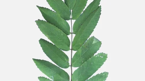 Time-lapse of drying Rowan leaves with ALPHA channel Stock Footage 82925889
