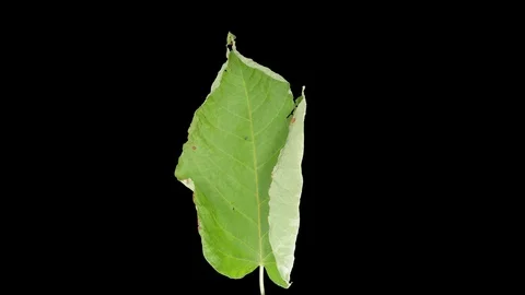 Time-lapse of drying Shrub leaf with ALPHA channel Stock Footage 94649419