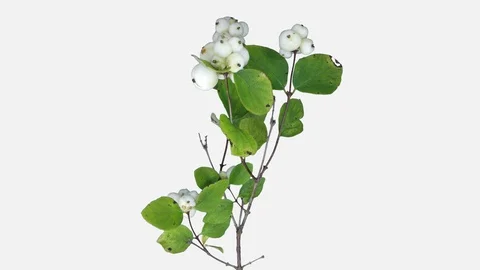 Time-lapse of drying Shrub leaves and berries with ALPHA channel Stock Footage 98534884