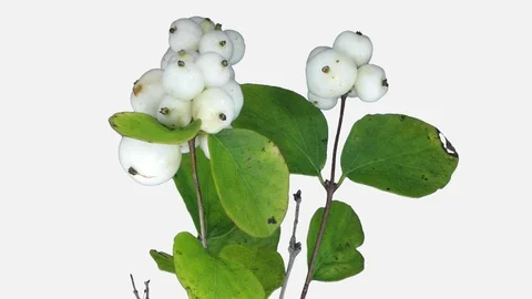 Time-lapse of drying Shrub leaves and berries with ALPHA channel Stock Footage 100182741