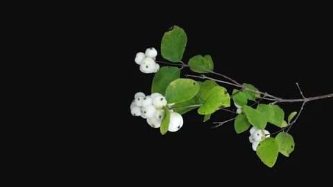 Time-lapse of drying Shrub leaves and berries, 4K with ALPHA channel, vertical Stock Footage 103302816