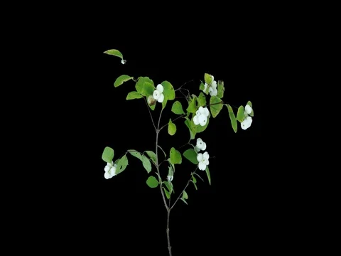 Time-lapse of drying Snowberry leaves, 4K with ALPHA channel Stock Footage