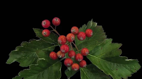 Time-lapse of drying Sorbus Aria leaves in RGB + ALPHA matte (720p) Video stock 55661521