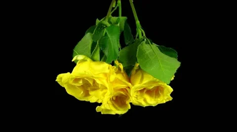 Time-lapse drying three roses winter bouquet ALPHA matte 3a3 (DCI-3K) Stock Footage 12252623