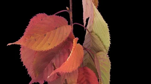Time-lapse of drying tree leaves with ALPHA channel Stock Footage