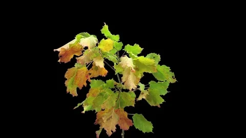 Time-lapse of drying tree leaves in RGB + ALPHA matte format Stock Footage