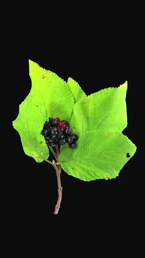 Time lapse of drying Viburnum leaves, vertical orientation Stock Footage 335530863