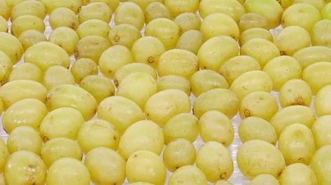 Time-lapse of drying white grape Stock Footage 48481285