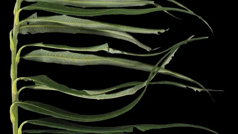 Time-lapse of drying Willow leaves with ALPHA Stock Footage 72768599
