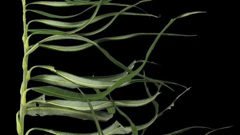 Time-lapse of drying Willow leaves in RGB + ALPHA matte Stock Footage