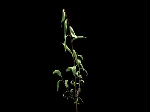 Time-lapse of drying Willow leaves, 4K with ALPHA channel Stock Footage 84294670