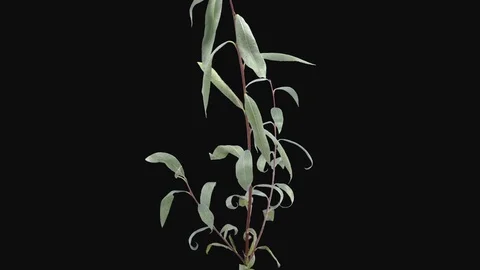 Time-lapse of drying Willow leaves in RGB + ALPHA matte format Stock Footage 100165737