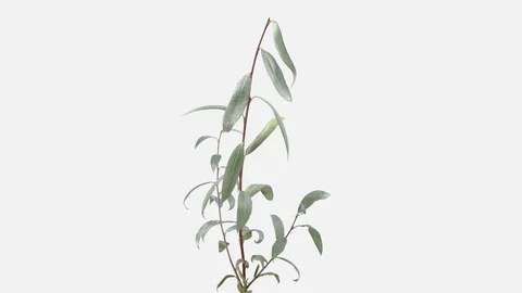 Time-lapse of drying Willow leaves, 5K with ALPHA channel Vidéo 127279319