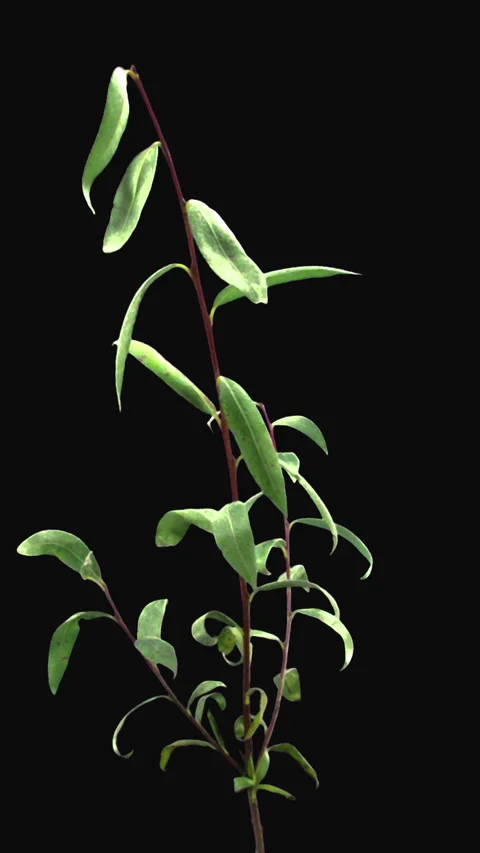 Time lapse of drying Willow leaves, vertical orientation Stock Footage 299224075