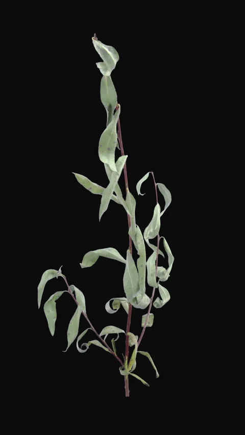Time lapse of drying Willow tree leaves, vertical orientation Stock Footage 308320320