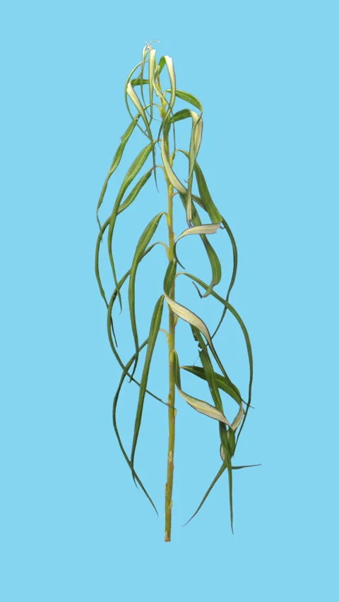 Time lapse of drying Willow tree leaves, vertical orientation Stock Footage 310660176