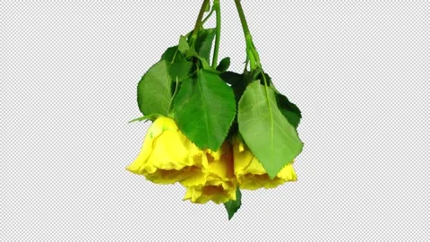 Time lapse of drying winter bouquet roses with ALPHA channel Video stock 335925666