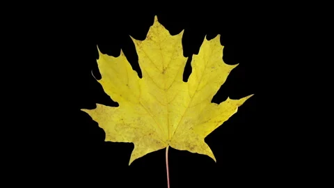 Time lapse of drying yellow Maple leaf with ALPHA Vidéo 301070012