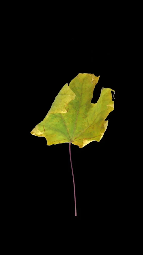 Time lapse of drying yellow Maple leaf, vertical orientation Stock Footage 337818393