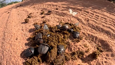 Time-lapse of dung beetles gathering herbivore dung for nesting and Stock Footage 263100053