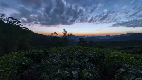 Time lapse during sunrise at Tea Farm plantation, Cameron Highlands Stock Footage 106618524