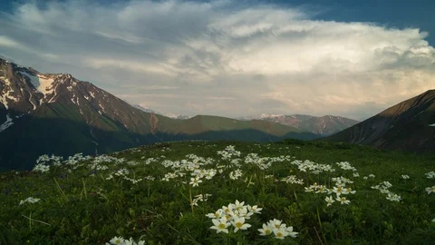 Time-lapse of the dusk in mountains. white flowers on the foreground Vídeo Stock 114140965