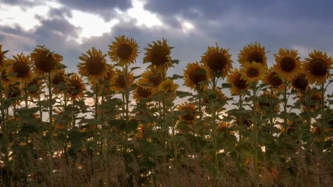Time lapse of dusk with sun and clouds moving over a sunflower field, shot from Video stock 75332741