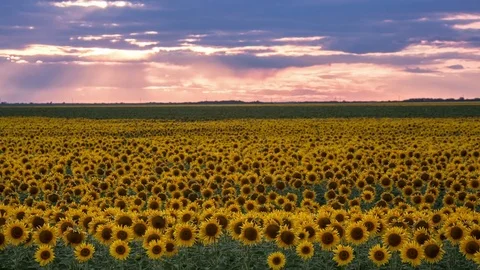 Time lapse of dusk with sun and clouds moving over a sunflower field, wide shot Video stock 75332948