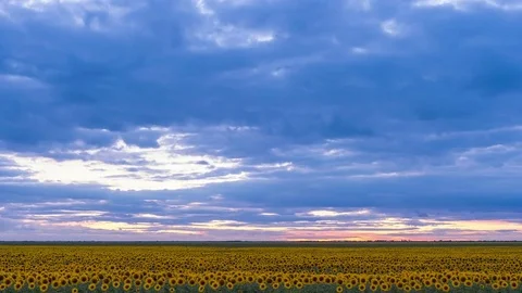 Time lapse of dusk with sun and clouds moving over a sunflower field, wide shot Stock Footage 75333011
