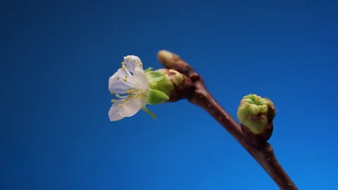 Time lapse of dying Apricot tree flowers  Video stock 106805347