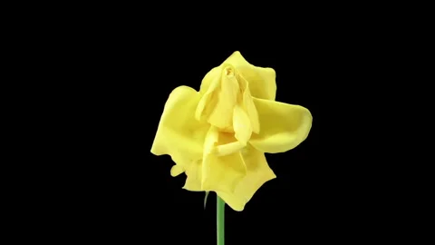 Time lapse of dying April rose Stock Footage 325648569