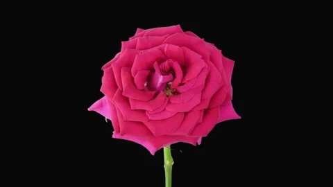 Time-lapse of dying Aquarius rose in RGB + ALPHA matte format Stock Footage 77991441