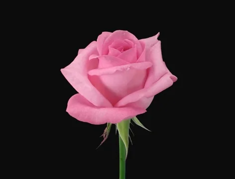 Time-lapse of dying "Blushing Akito" rose 4a (Film 2K) Stock Footage 1070393