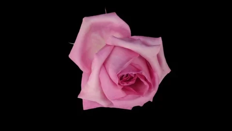 Time-lapse of dying Blushing Akito rose in RGB + ALPHA matte format Stock Footage 84673775